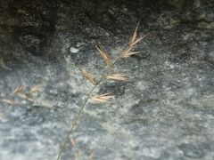 Australopyrum calcis optatum