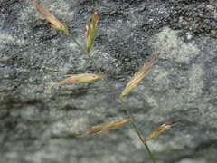 Australopyrum calcis optatum