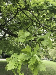 Quercus robur
