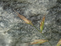 Australopyrum calcis optatum