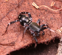 Nyssus