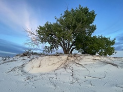 Populus deltoides wislizenii