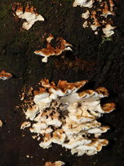 Antrodiella