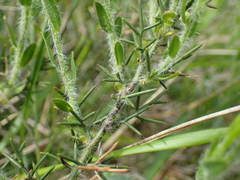 Genista hispanica hispanica