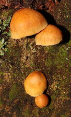 Gymnopilus eucalyptorum