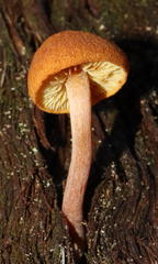 Gymnopilus eucalyptorum
