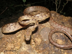 Boiga