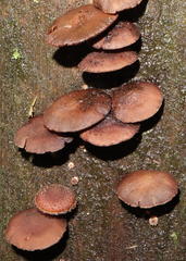 Psathyrella echinata