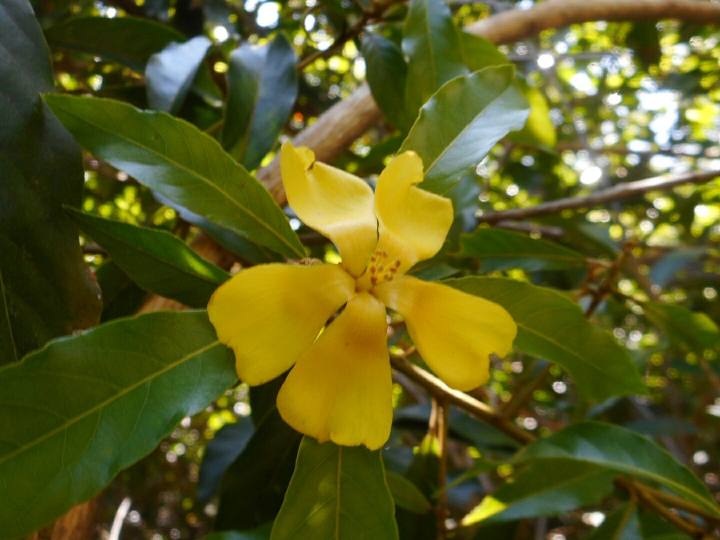 Hugonia poilanei (Hugonia poilanei)