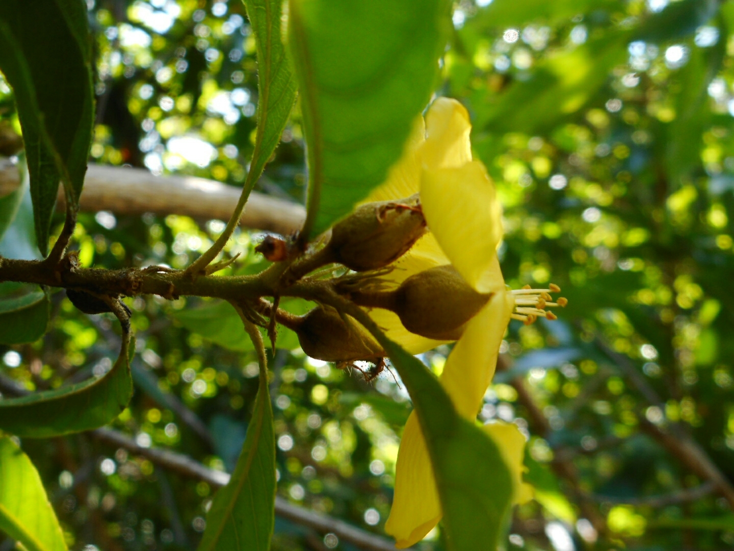 Hugonia poilanei — ảnh 2