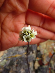 Draba cinerea