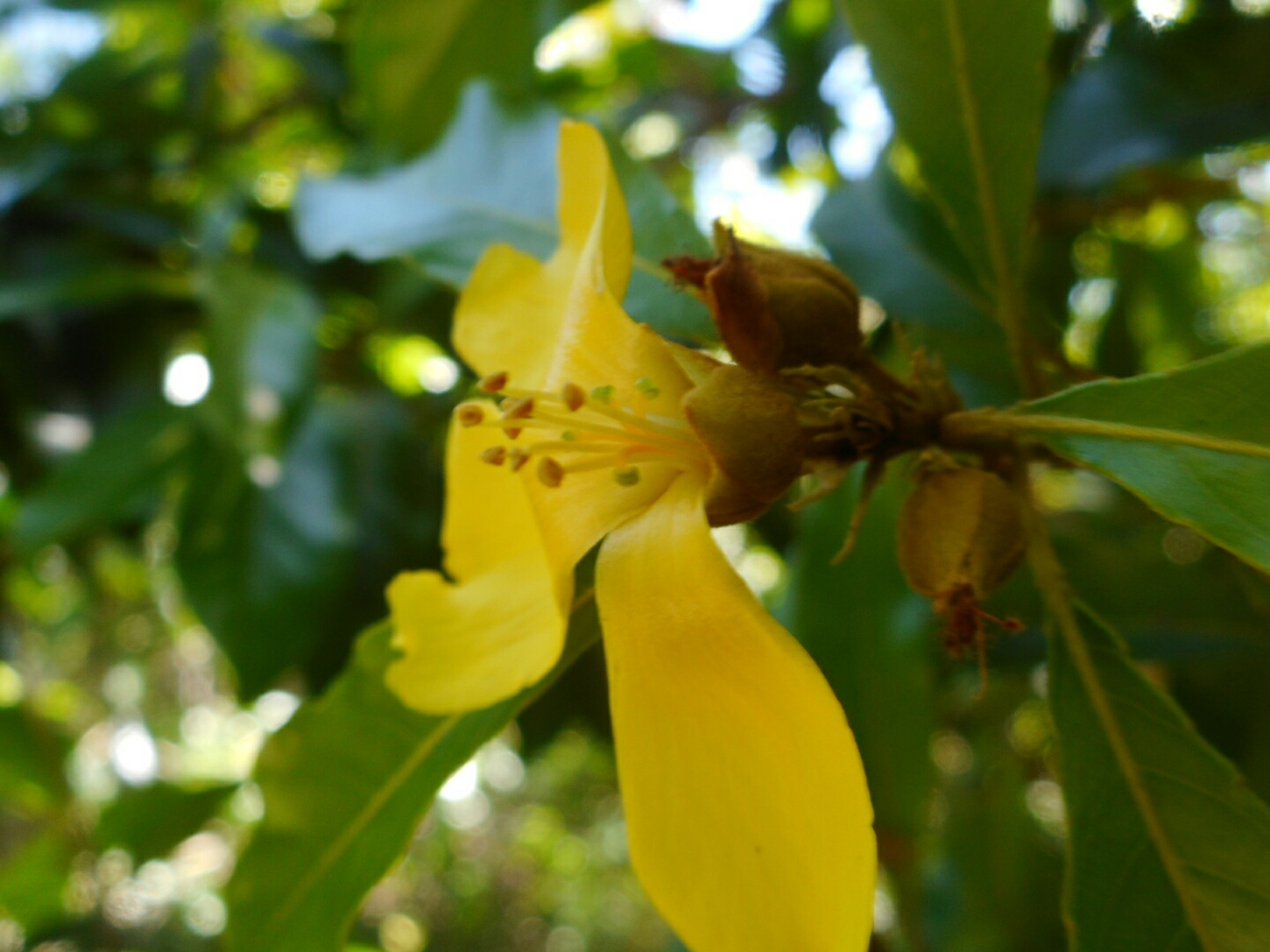Hugonia poilanei — ảnh 3