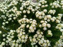 Phylica ericoides ericoides