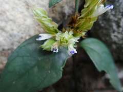 Acanthaceae