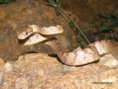 Boiga