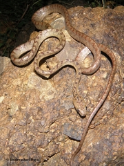 Boiga