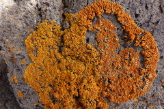 Xanthoria resendei
