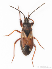 Eremocoris abietis