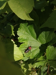 Cantharis pellucida