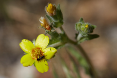 Mentzelia montana