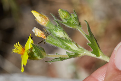 Mentzelia montana