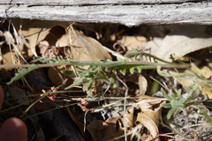 Mentzelia montana