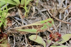 Oedaleus australis