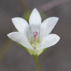 Nemacladus parikhiae