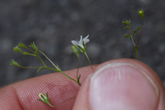 Nemacladus parikhiae