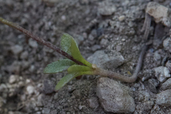 Nemacladus parikhiae