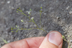 Nemacladus parikhiae