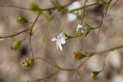 Nemacladus parikhiae
