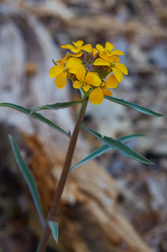 iNaturalist observation photo of Western Wallflower