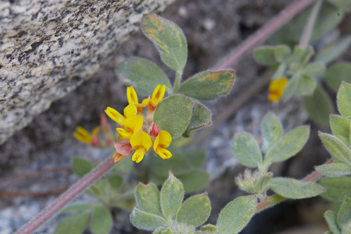 iNaturalist observation photo of Heermann's lotus