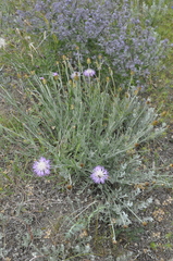 Psephellus trinervius