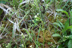 Galium pumilum