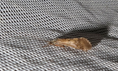 Hydropsyche pellucidula