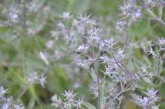 Nepeta parviflora