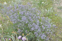 Nepeta parviflora