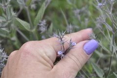 Nepeta parviflora
