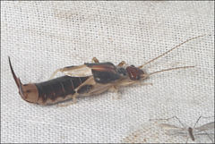 Labidura truncata
