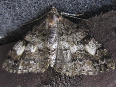 Pseuderannis lomozemia