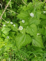Alliaria petiolata