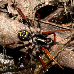 Habronestes hunti