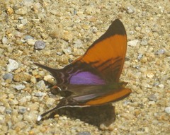 Marpesia marcella valetta