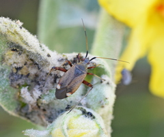 Closterotomus annulus
