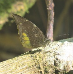 Lieinix nemesis atthis