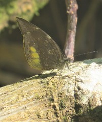 Lieinix nemesis atthis