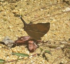 Marpesia marcella valetta