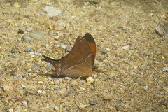 Marpesia marcella valetta